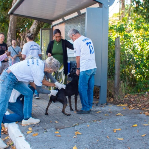 Campanha antirrábica já vacinou 232 cães e 71 gatos em Porto Real